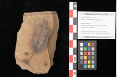 Foto (Objekt + Etikett) von Quercus palaeoilex Ettingshausen (NHMW-GEO-2024-0188-0916)